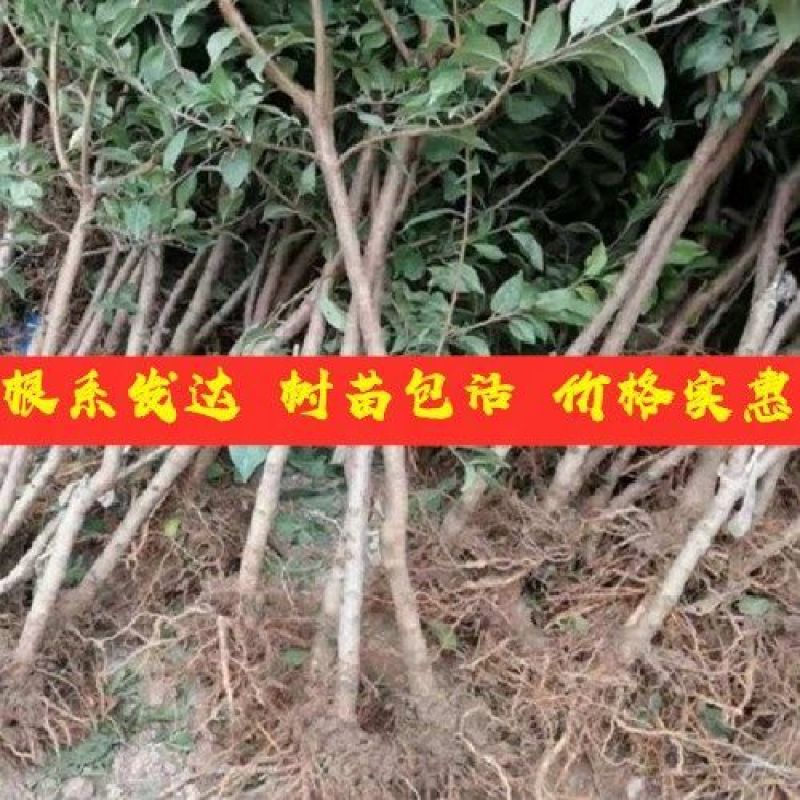 新品种黑霸王血李子苗李子树苗早熟品种当年结果品种齐全包邮