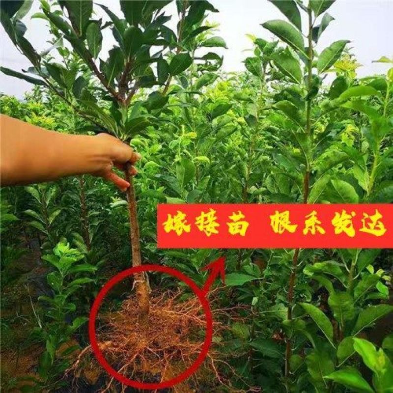 新品种黑霸王血李子苗李子树苗早熟品种当年结果品种齐全包邮
