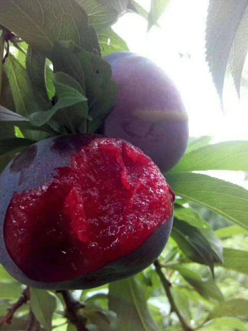 新品种黑霸王血李子苗李子树苗早熟品种当年结果品种齐全包邮
