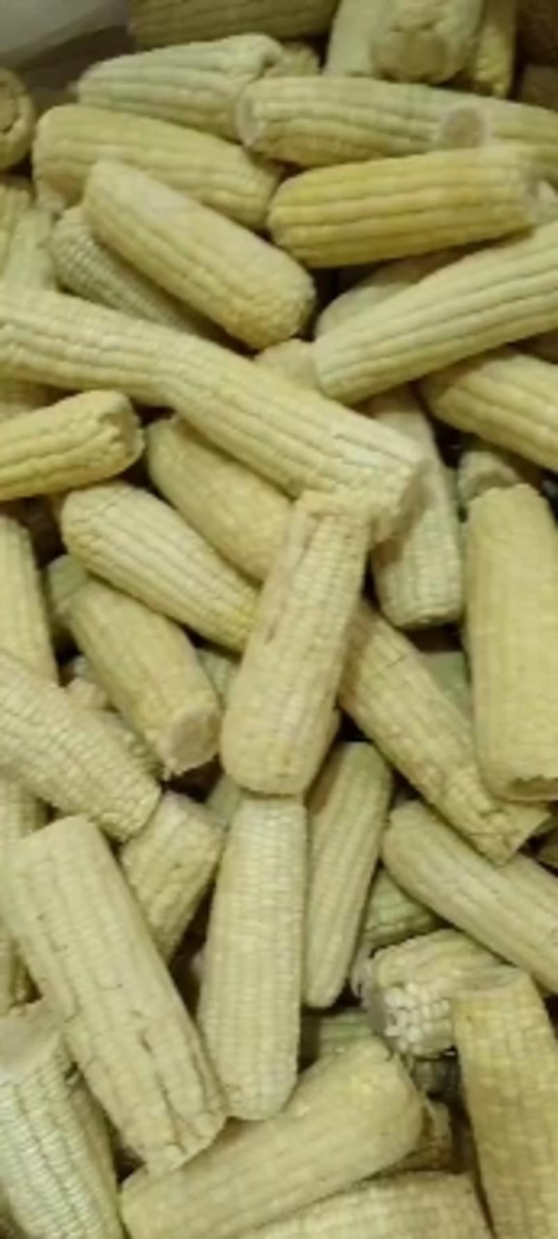 速冻玉米冷冻糯玉米段1000千克装社区超市量大优惠工厂供