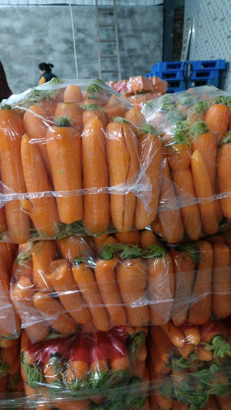 胡萝卜大量供应，质量保证，价格美丽量大优惠视频看货