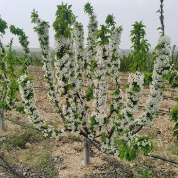 大樱桃树，KGB树形，矮化樱桃树直径8-10厘米