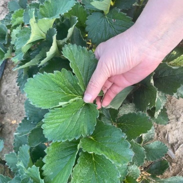妙香7号草莓苗，妙香七号草莓苗育苗基地，免费提供种植技术