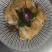 【卤味】漯河烧鸡精品烧鸡批发零售都可以欢迎咨询