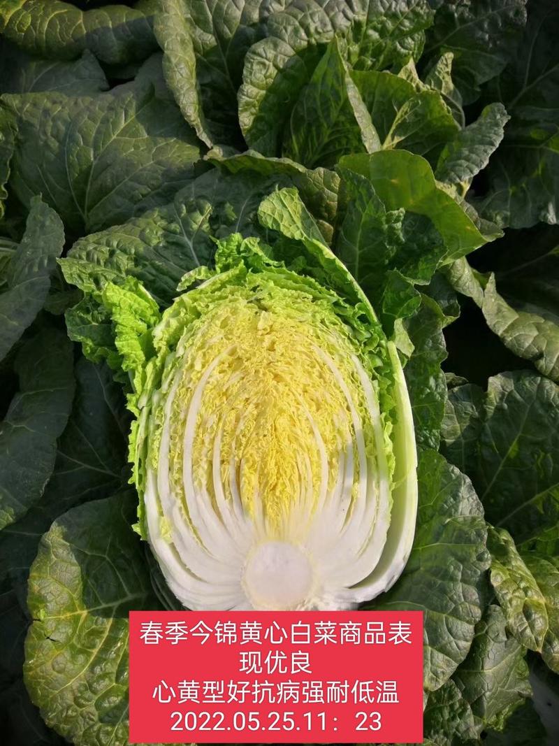 黄心白菜种子，蔬菜基地优选品种，提供栽培技术售后服务