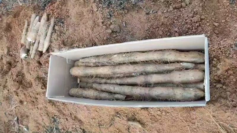 大量山药，白玉白鬼，黑鬼，滚地龙，上市