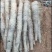 大量山药，白玉白鬼，黑鬼，滚地龙，上市