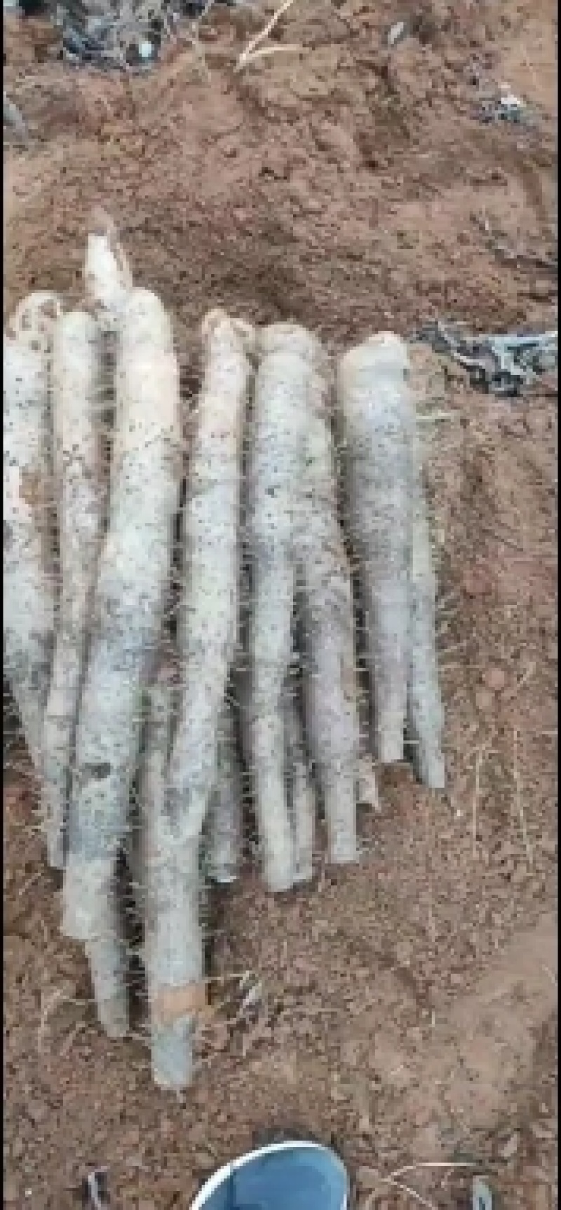 大量山药，白玉白鬼，黑鬼，滚地龙，上市