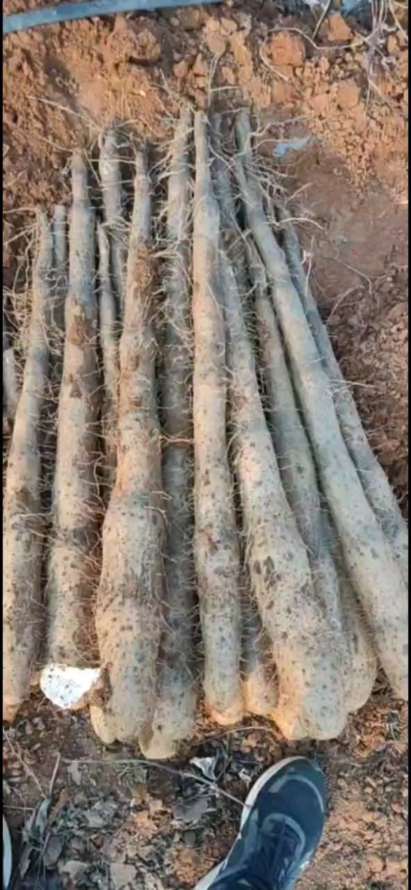 大量山药，白玉白鬼，黑鬼，滚地龙，上市