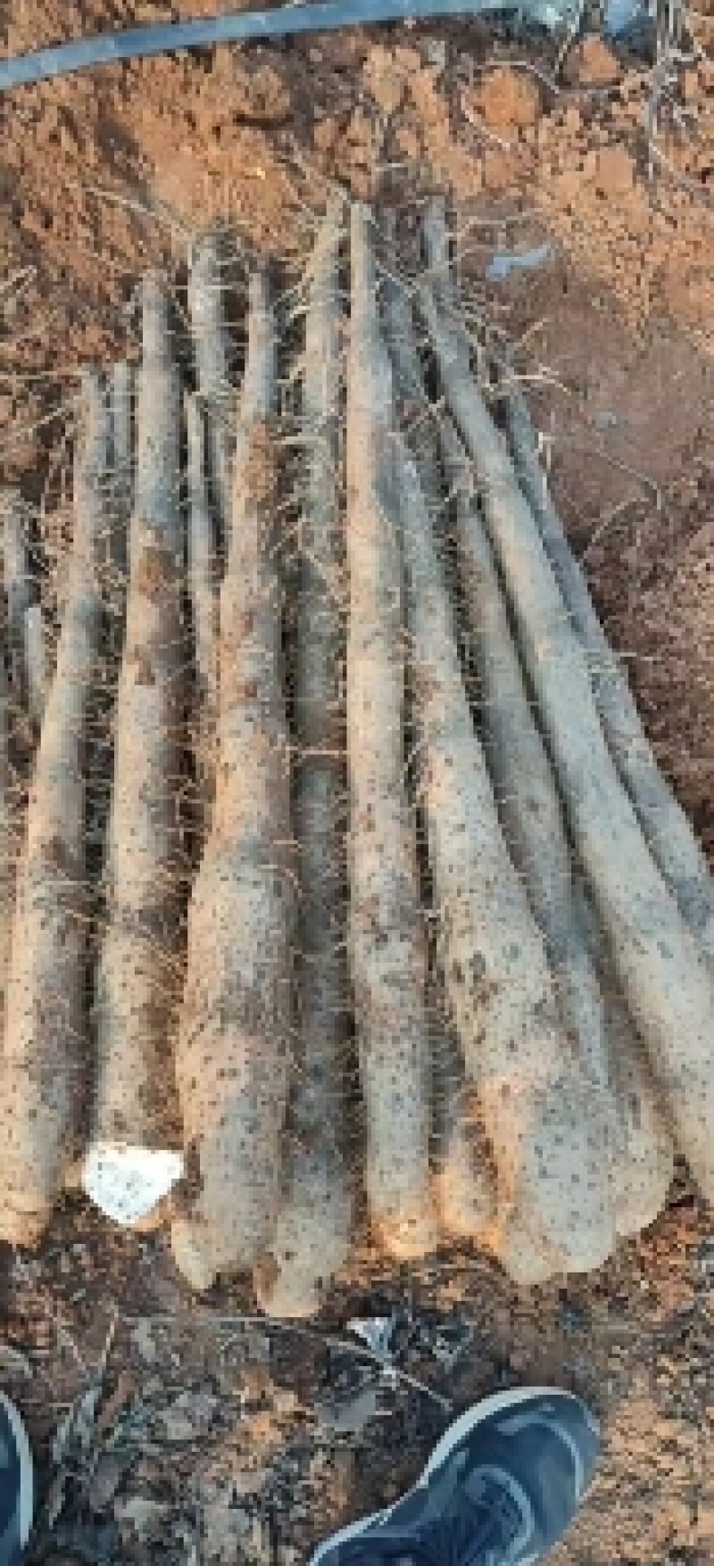 大量山药，白玉白鬼，黑鬼，滚地龙，上市