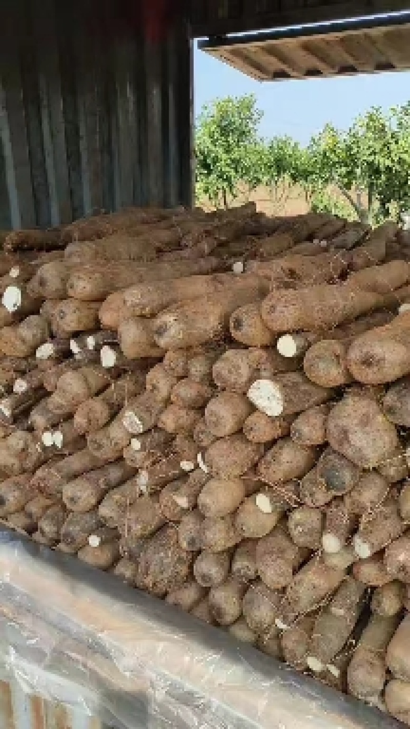 大量山药，白玉白鬼，黑鬼，滚地龙，上市