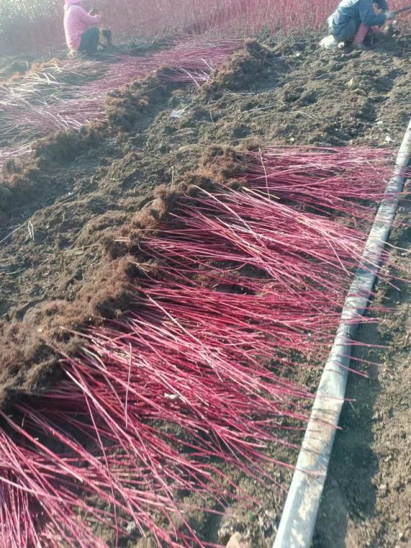 红瑞木道路小区别墅绿化用苗可以视频看货