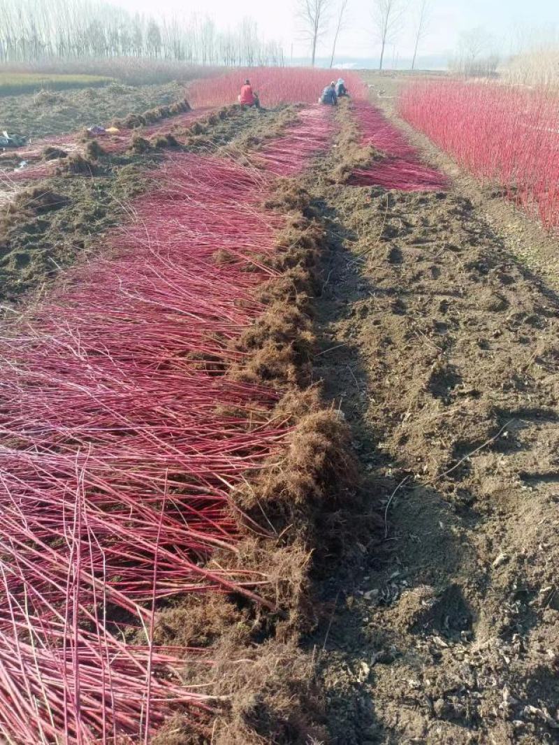 红瑞木道路小区别墅绿化用苗可以视频看货