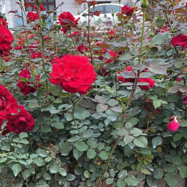 月季花/大花月季/红花月季/各种颜色大杯月季花苗木好成活