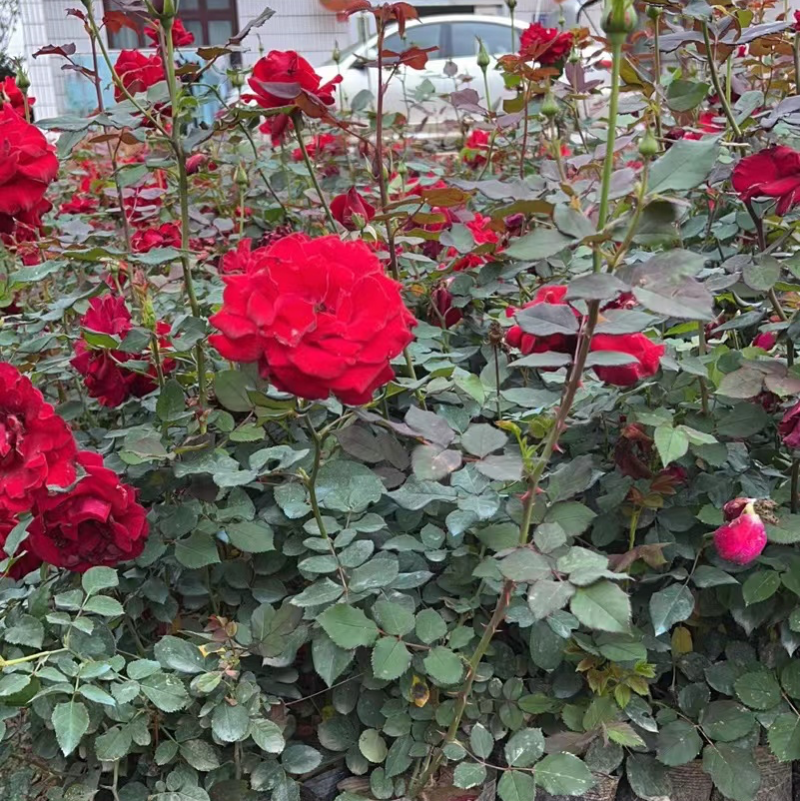 月季花/大花月季/红花月季/各种颜色大杯月季花苗木好成活