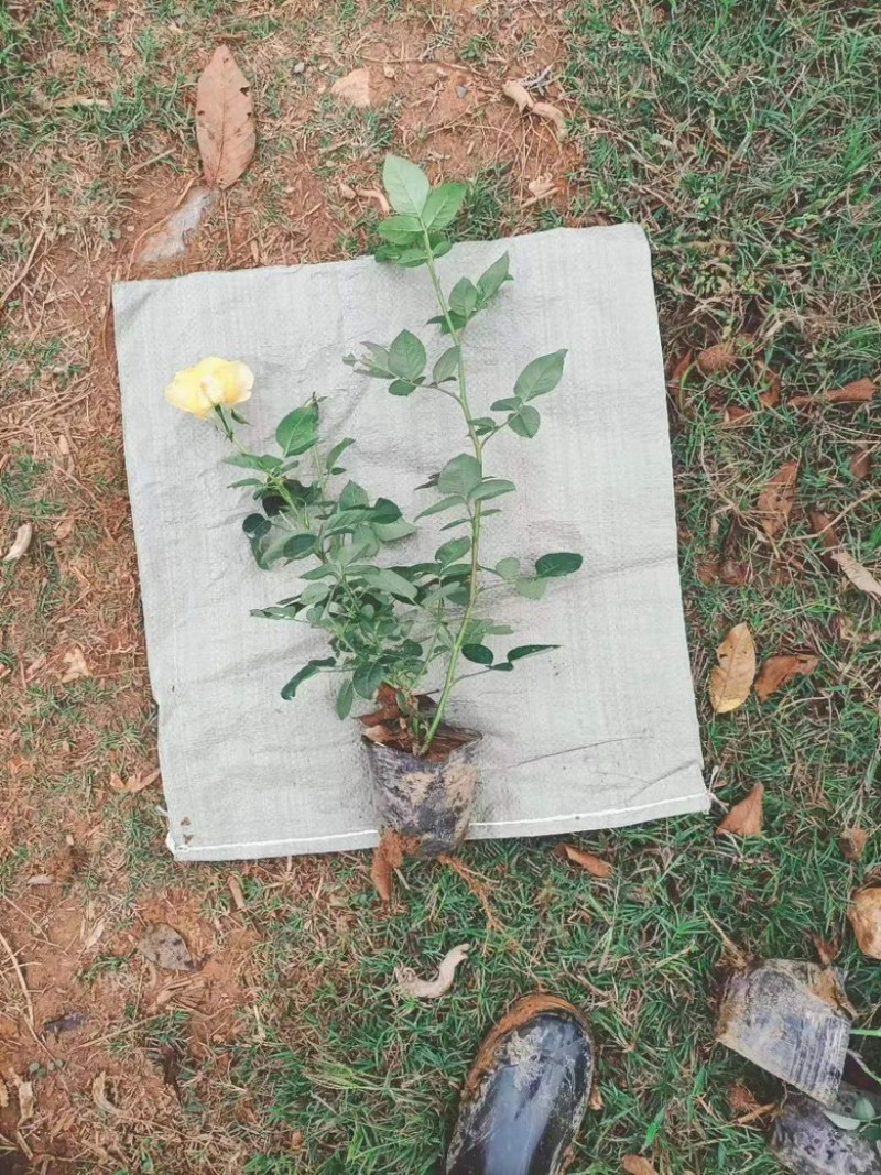 月季花/大花月季/红花月季/各种颜色大杯月季花苗木好成活