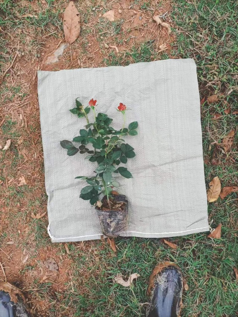 月季花/大花月季/红花月季/各种颜色大杯月季花苗木好成活