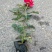 月季花/大花月季/红花月季/各种颜色大杯月季花苗木好成活