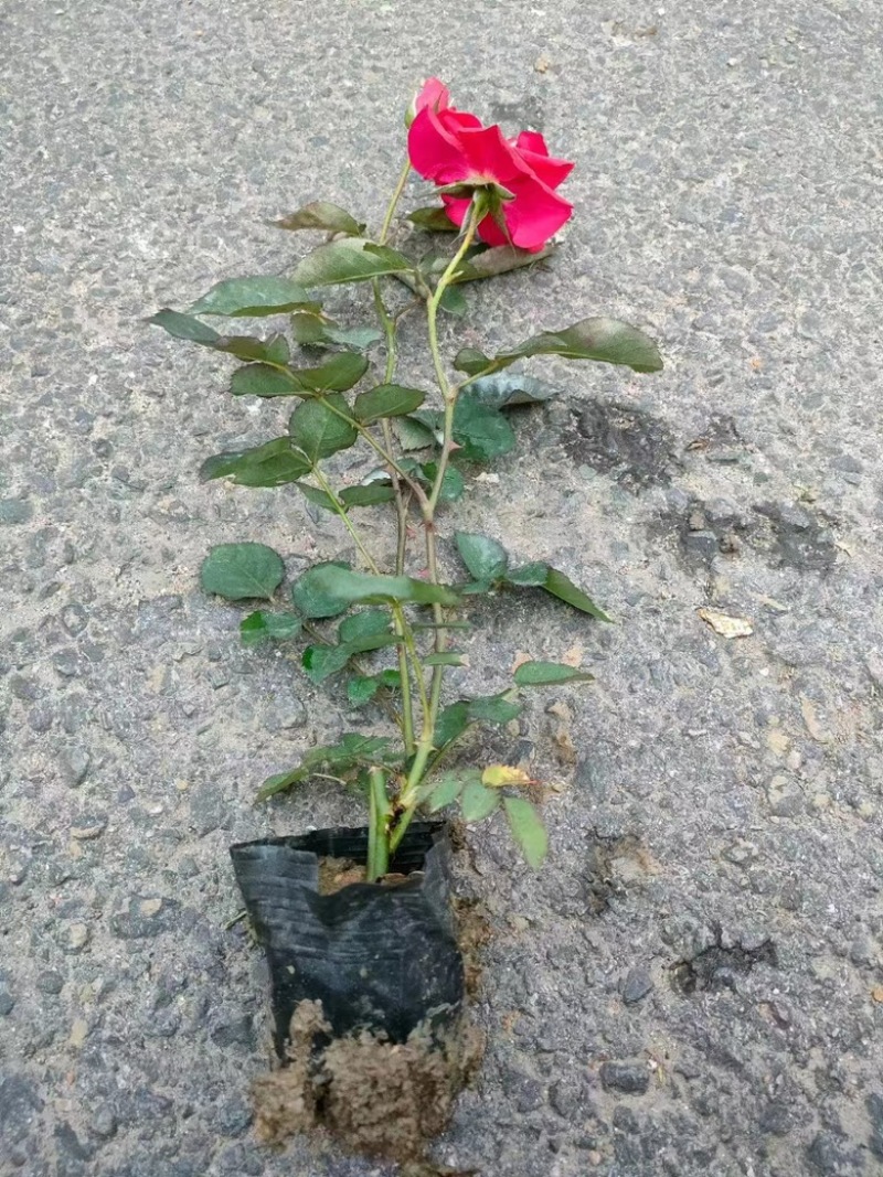 月季花/大花月季/红花月季/各种颜色大杯月季花苗木好成活