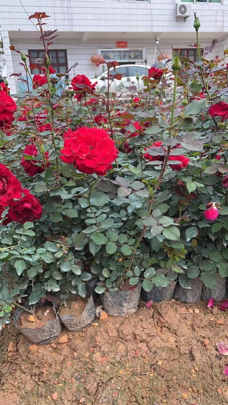 月季花/大花月季/红花月季/各种颜色大杯月季花苗木好成活