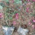 月季花/大花月季/红花月季/各种颜色大杯月季花苗木好成活