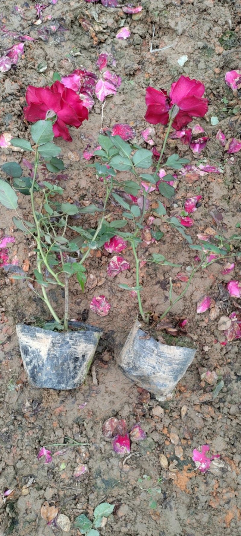 月季花/大花月季/红花月季/各种颜色大杯月季花苗木好成活