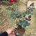 月季花/大花月季/红花月季/各种颜色大杯月季花苗木好成活