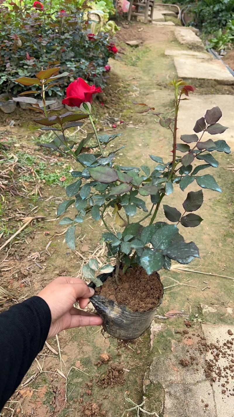 月季花/大花月季/红花月季/各种颜色大杯月季花苗木好成活