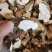 【精品】土茯苓干片产地直销量大从优量大优惠