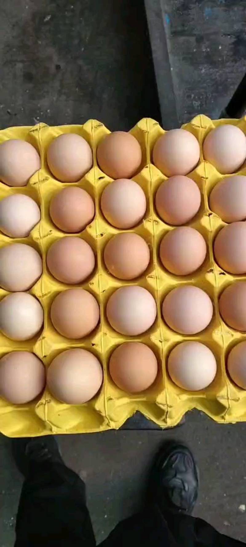 大码土鸡蛋，双色土鸡蛋，全国发货