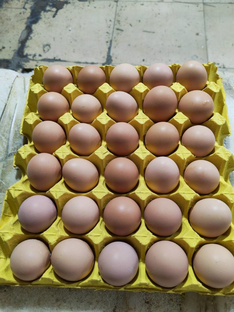 大码土鸡蛋，双色土鸡蛋，全国发货