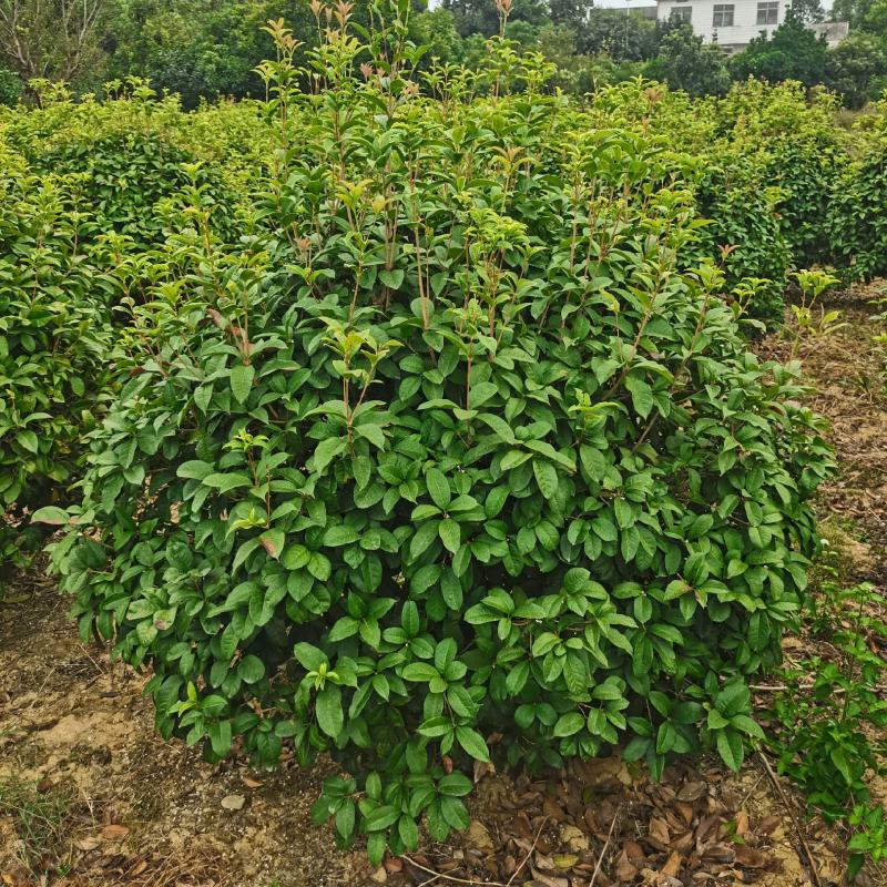 四季桂球/四季桂花/球形/四季开花四季桂种苗好成活桂树苗
