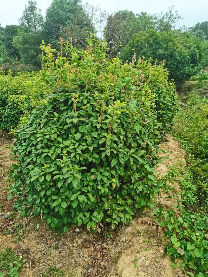 四季桂球/四季桂花/球形/四季开花四季桂种苗好成活桂树苗
