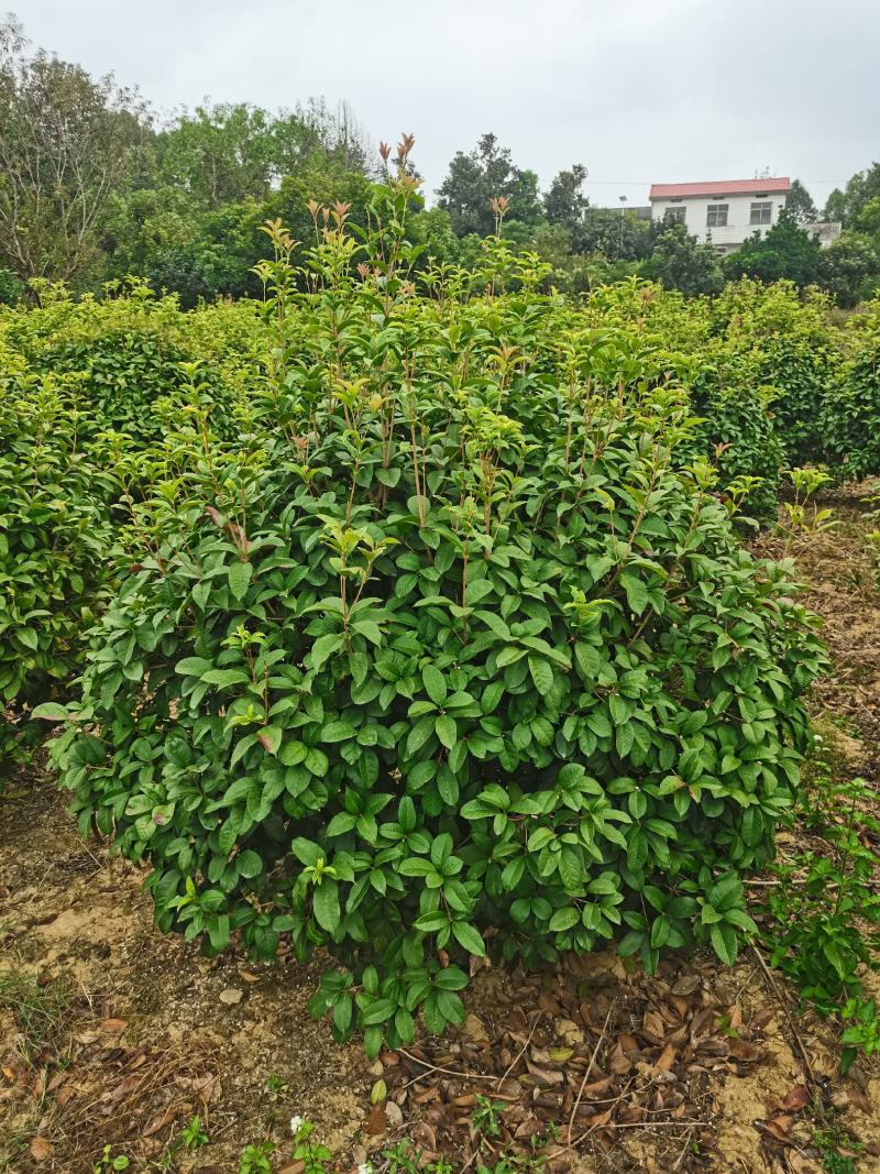 四季桂球/四季桂花/球形/四季开花四季桂种苗好成活桂树苗