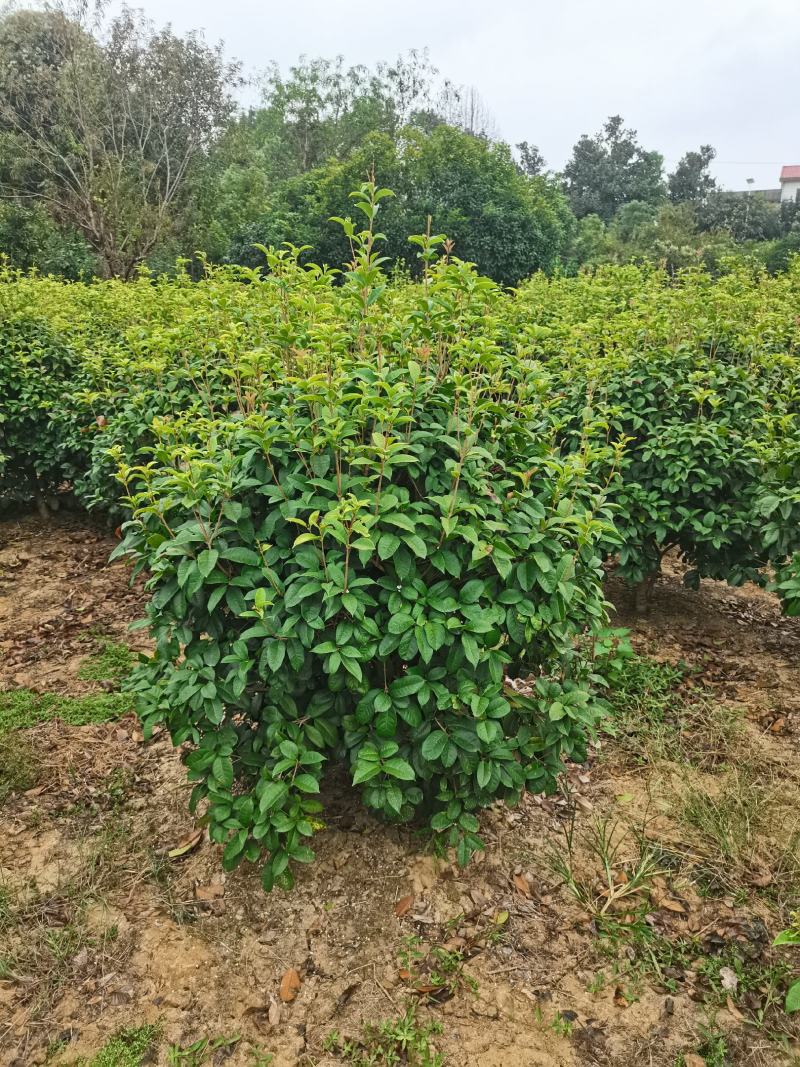 四季桂球/四季桂花/球形/四季开花四季桂种苗好成活桂树苗