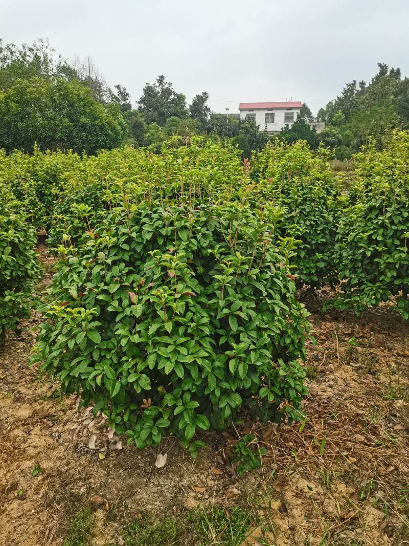 四季桂球/四季桂花/球形/四季开花四季桂种苗好成活桂树苗