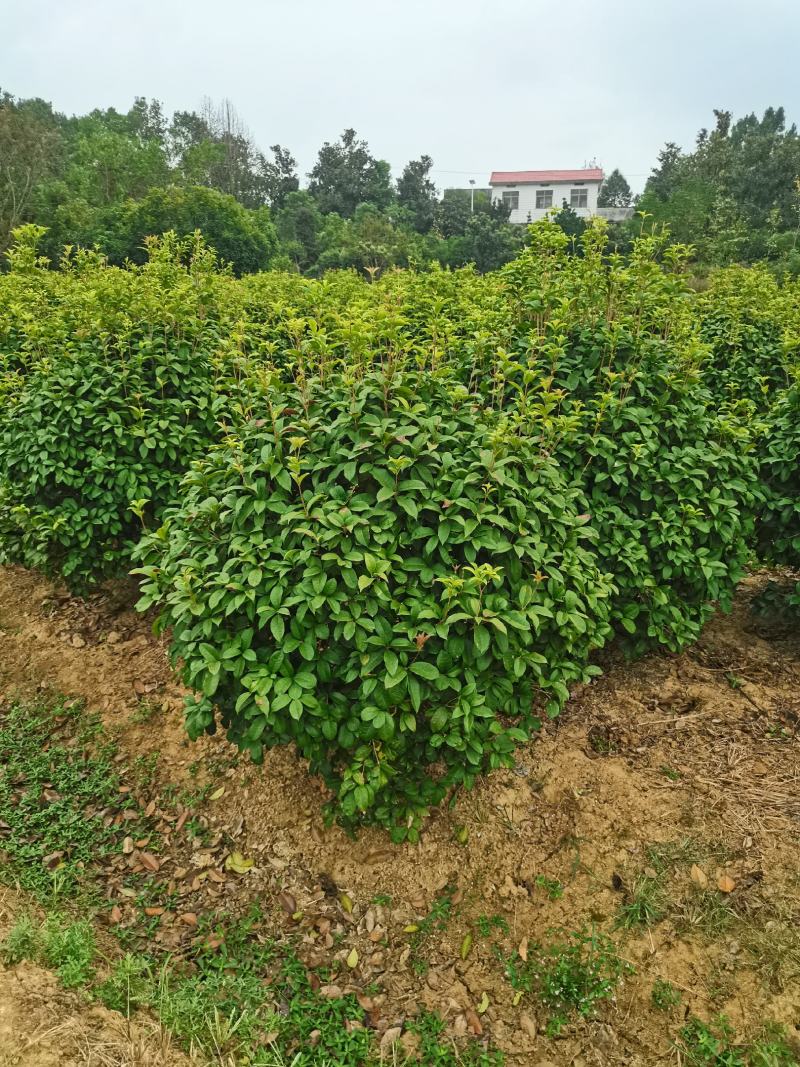四季桂球/四季桂花/球形/四季开花四季桂种苗好成活桂树苗