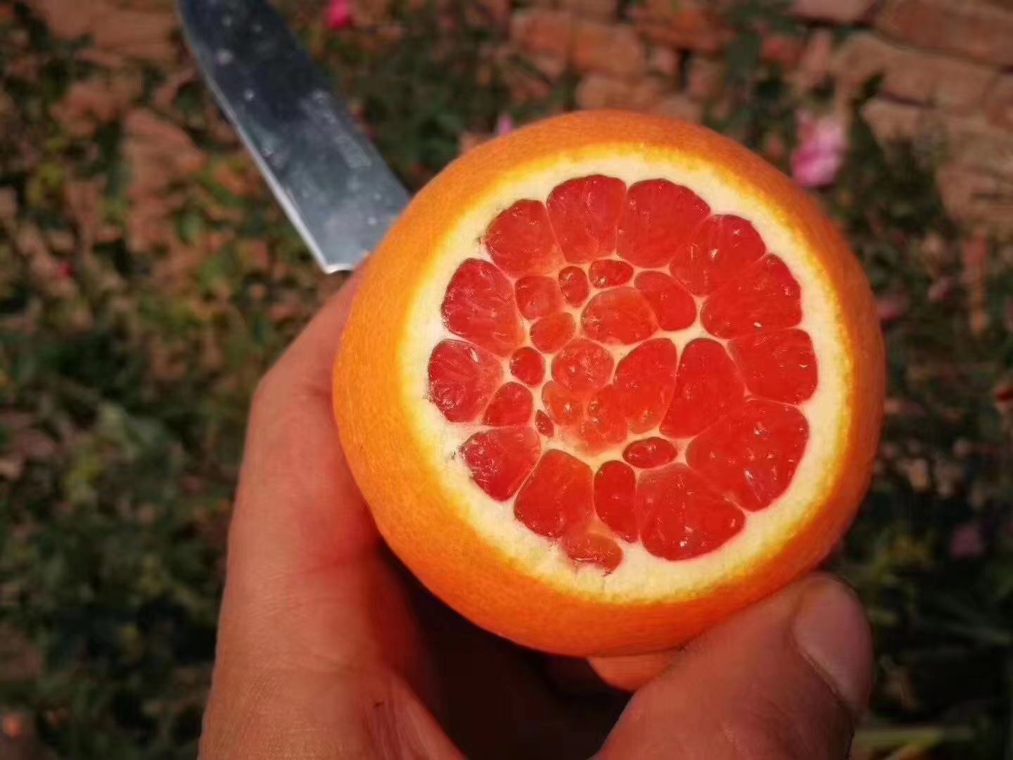 中华红血橙切片展示