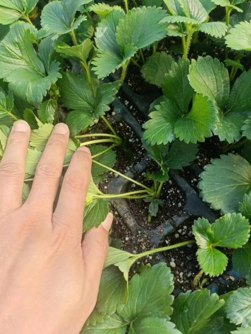 红颜草莓种苗，大量出售。需要的联系我。