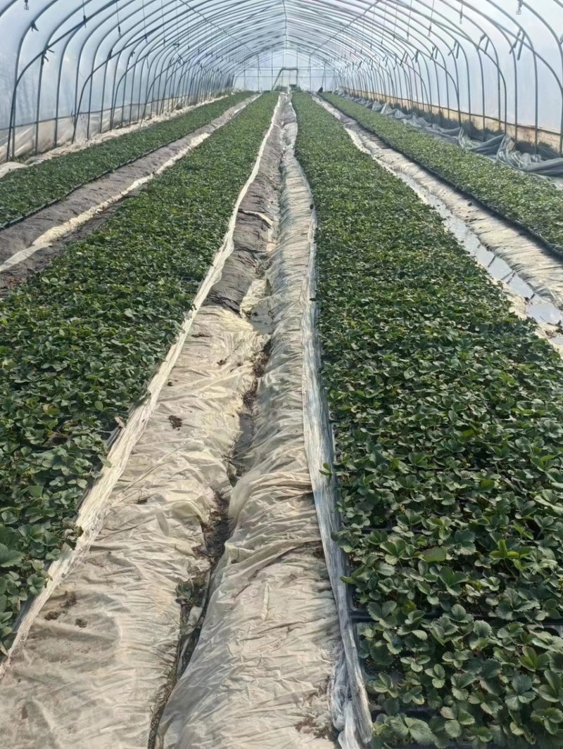 红颜草莓种苗，大量出售。需要的联系我。