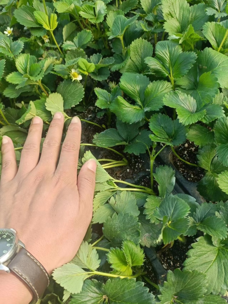 红颜草莓种苗，大量出售。需要的联系我。