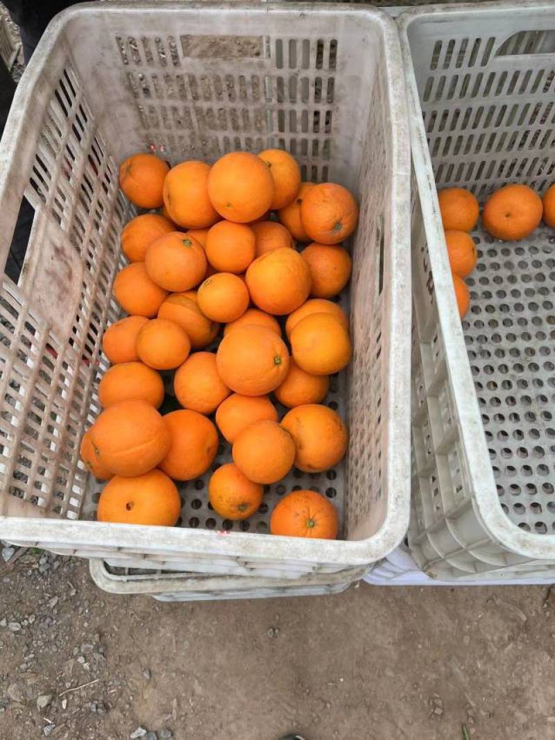 湖北宜昌市中华红血橙大量上市中，口感甜入口化渣