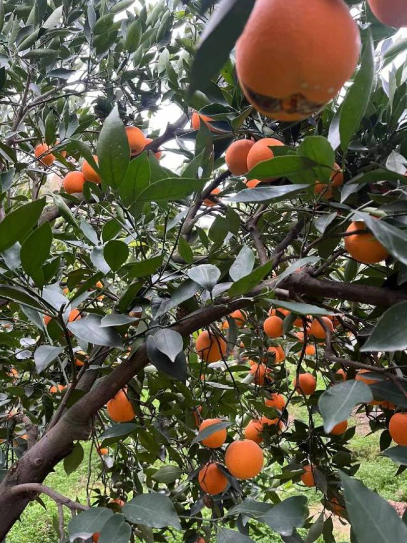 湖北宜昌市中华红血橙大量上市中，口感甜入口化渣