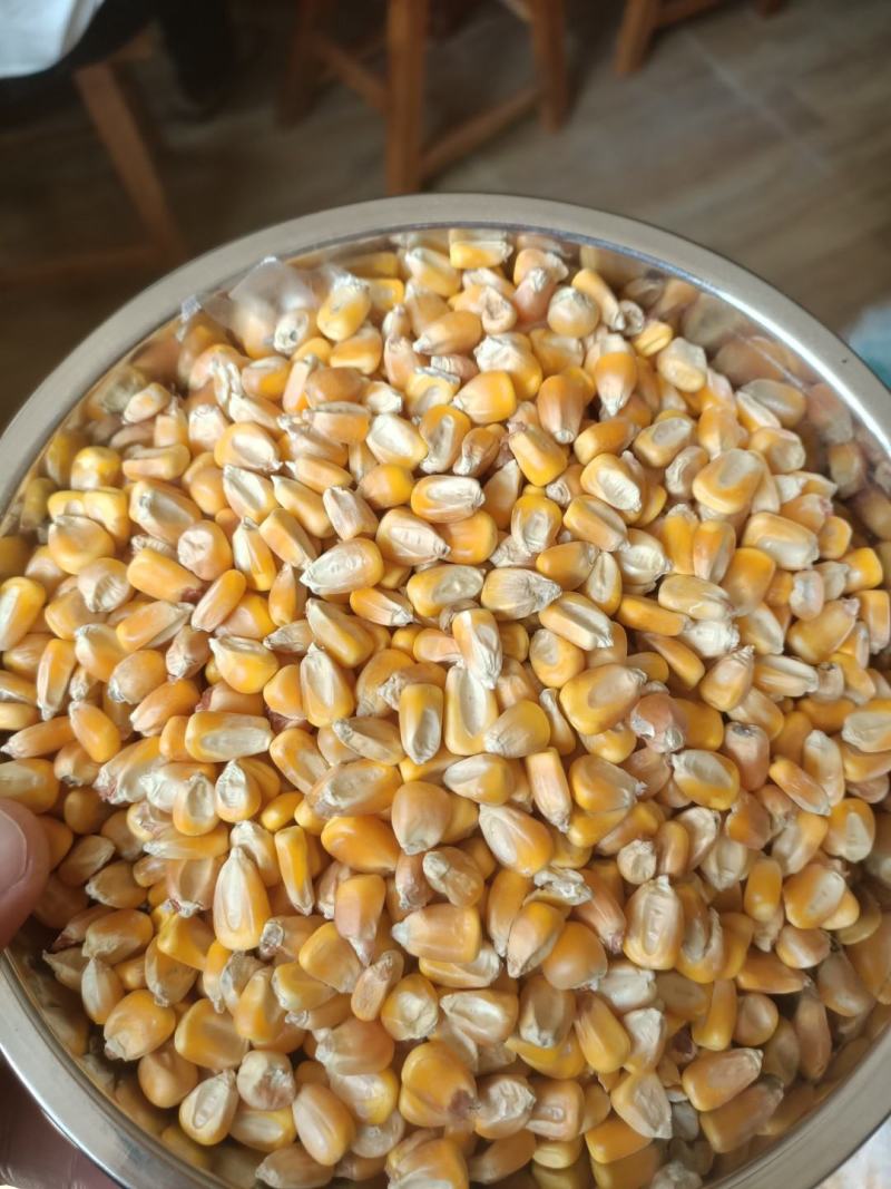 东北二级黄玉米