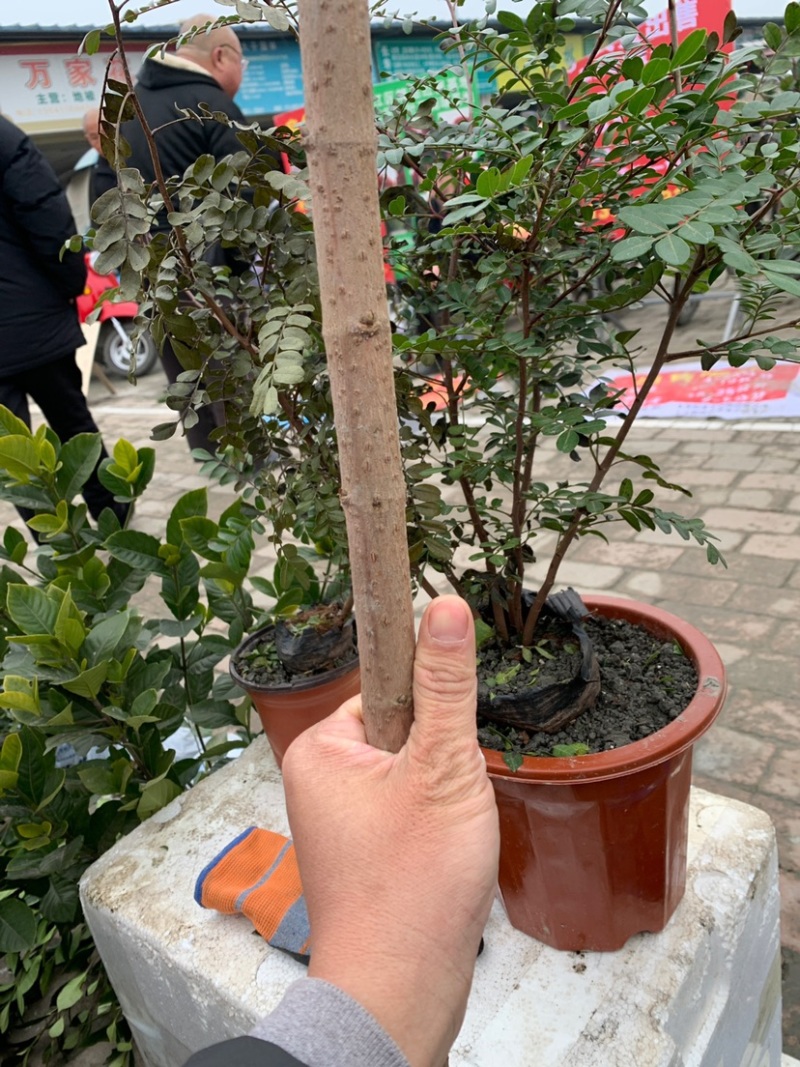 腊梅