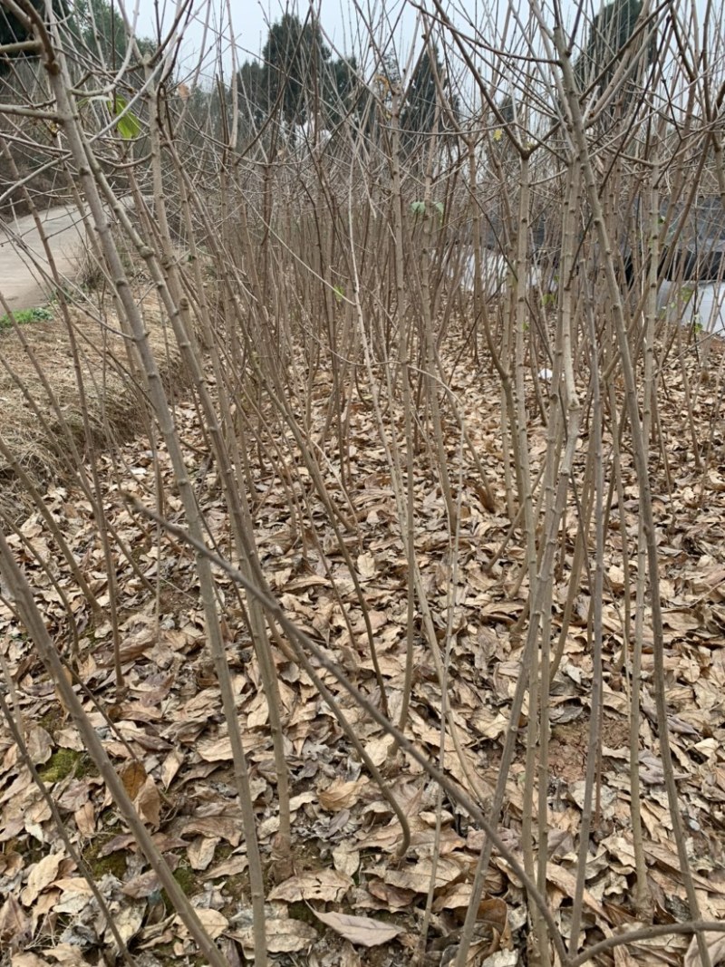 腊梅