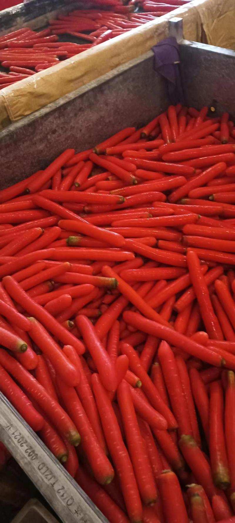 大荔县沙地红萝卜，秤杆胡萝卜，价格便宜，质量好，发货三包！
