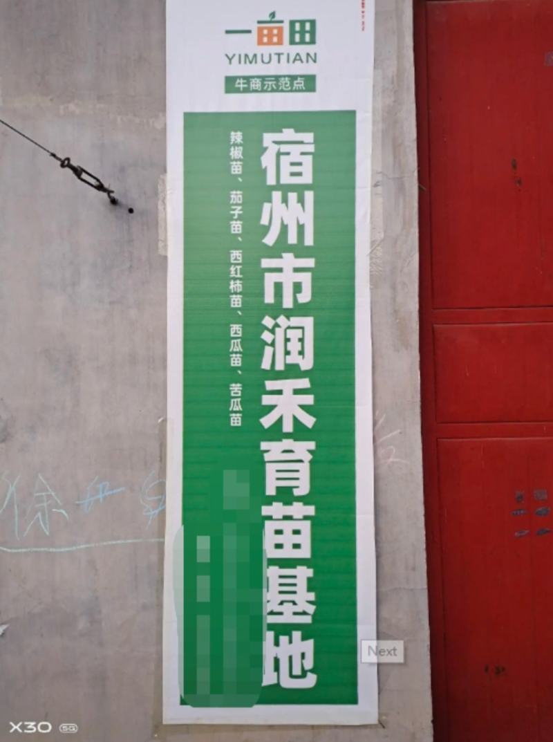 【精品】辣椒苗灯笼椒苗方椒甜椒苗，品种保证免费技术指导