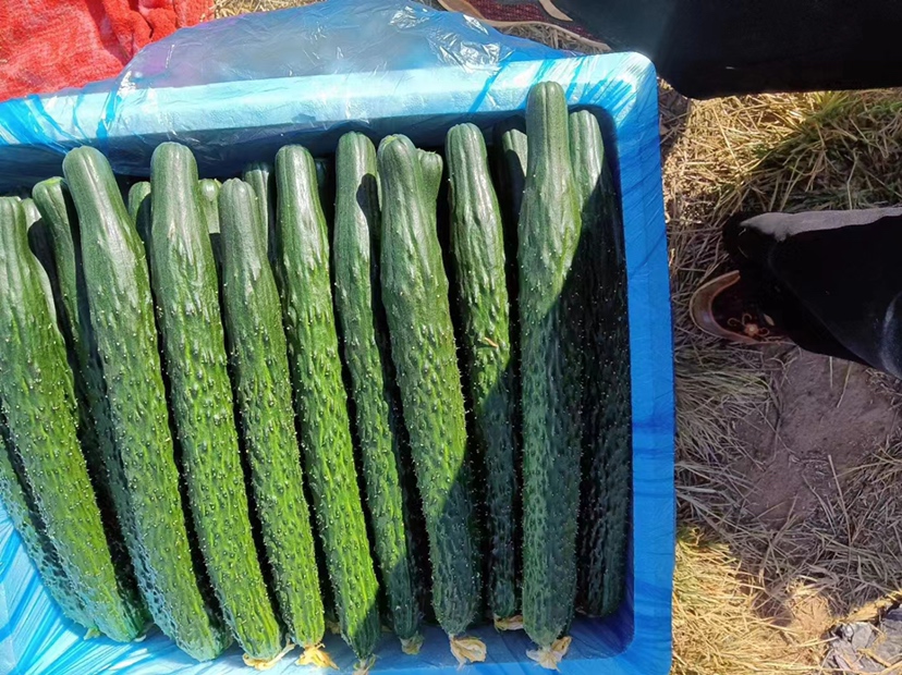 黄瓜富含膳食纤维,有助于促进肠道蠕动 黄瓜促进消化