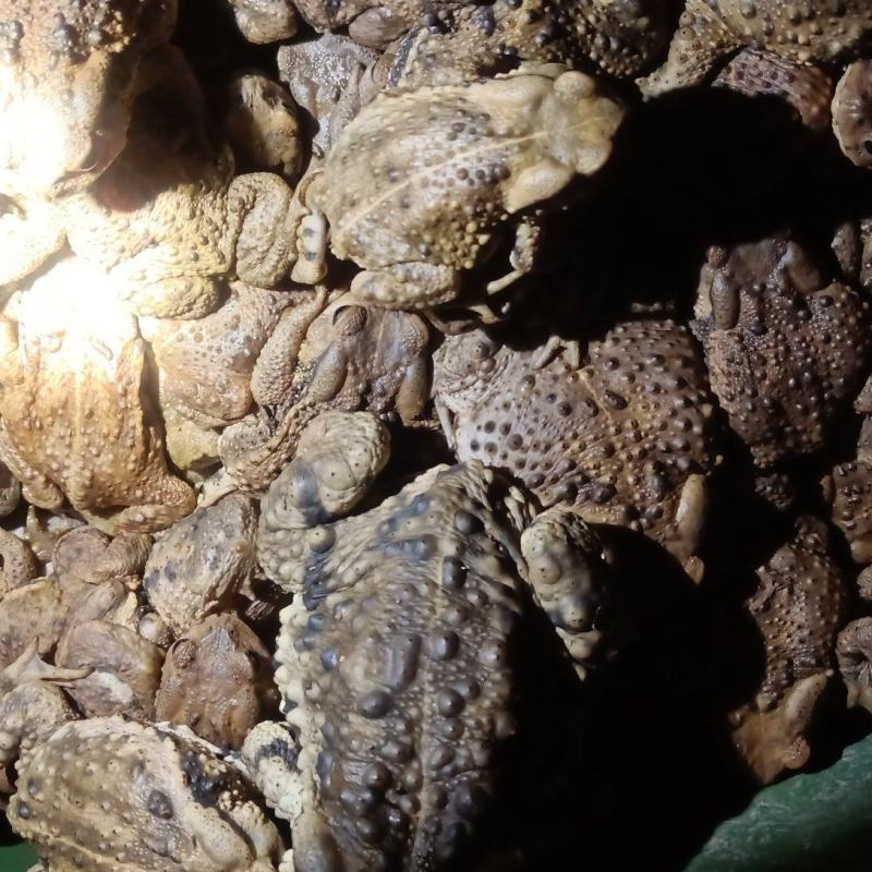 活体蟾蜍收购加工销售一体（要求有合法手续）